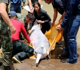 El rescate de estos delfines fue realizado en inmediaciones del campo petrolero Caño Limón.